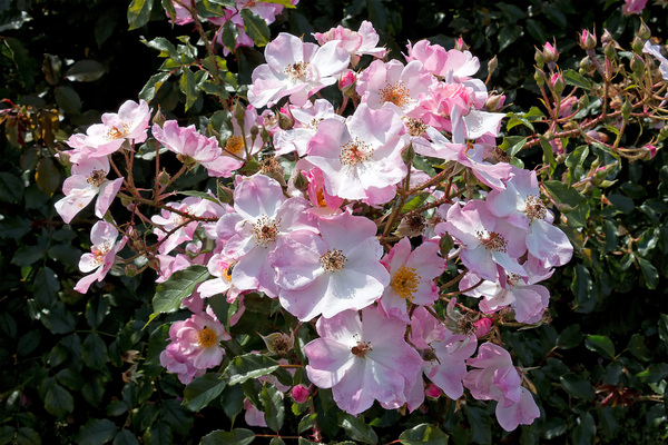 roze bloemen: 
