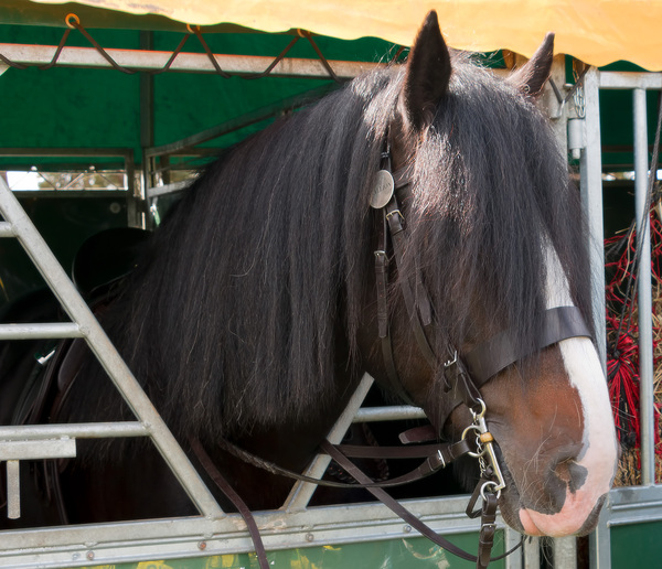 paard in een stal: 