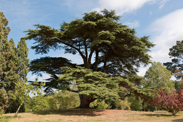 Cedar of Lebanon: A cedar of Lebanon (Cedrus libani) in parkland in England.