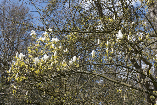 witte magnoliabloemen: 
