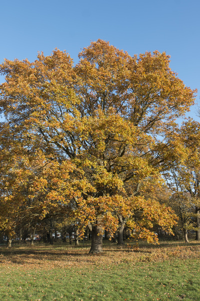 árbol de otoño: 
