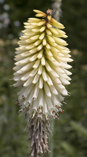 kniphofia bloemen: 