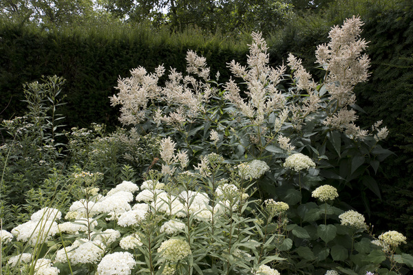 witte bloementuin: 