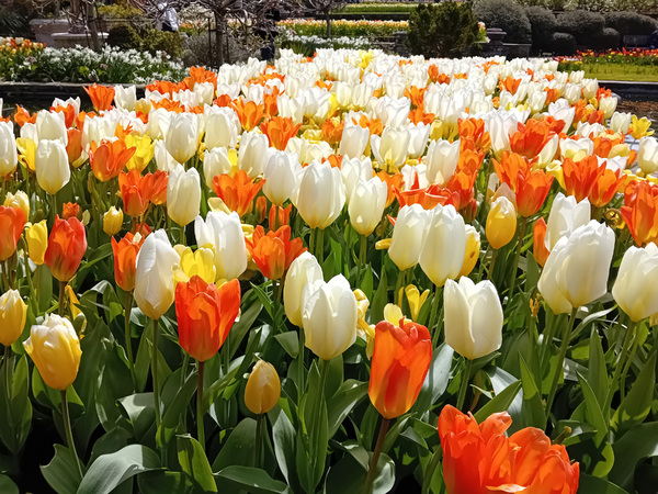 Tulip display: A display of tulips in a garden in England.