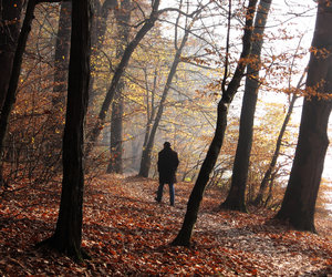 walk in autumn: none