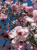 magnolia: no description