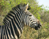 zebra: no description