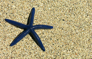 starfish: no description