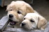 Cute puppies: just born puppies... they are so adorable...