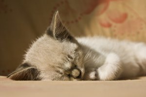 Petisco: Another cute kitten