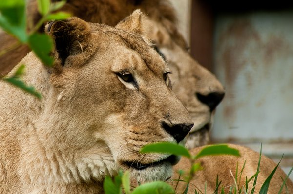 Lions: A couple of lions at zoo