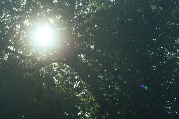 sun through trees: no description