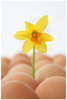 easter athmosphere. 2: eggs and daffodils.  real spring.