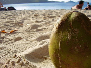 Coconut close Up: Coconut close up over the beach with the beach in the background