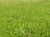 Meadow texture: A green grassland.Please comment this shot or mail me if you found it useful. Just to let me know!I would be extremely happy to see the final work even if you think it is nothing special! For me it is (and for my portfolio).