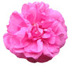Roze bloem: 