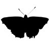 Een vlinder: 