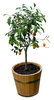 Orange tree: A small orange tree.Please comment this shot or mail me if you found it useful. Just to let me know!I would be extremely happy to see the final work even if you think it is nothing special! For me it is (and for my portfolio).
