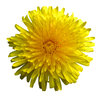 Soleado flor: 