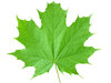 Maple leaf: A maple leaf.Please mail me or comment this photo if you found it useful. Thanks!    