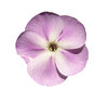 Purple flower: Or maybe pink one? 

Please let me know if you decide to use it!