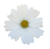 White flower: A plain white.

Please let me know if you use it! I just want to know where it was used... That's all!
