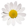 White flower: Just a nice flower