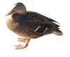 Female duck: A mallard-duck. Female. Resting (sleeping).