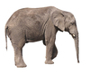 Elephant: Elephant isolated