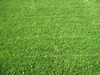 Pitch: Fresh grass.