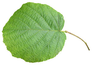 Green leaf: 
