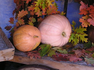Pumpkins in the autumn: Polish pumpkins on the table.Please e-mail me where did you use my photos.I would be happy to receive the information about picture usage. I would be extremely happy to see the final work even if you think it is nothing special! For me it is!