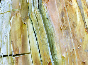 Wooden texture: Broken tree / wooden texture.Please mail me or comment this photo if you decide to use it. Thanks.I would be extremely happy to see the final work even if you think it is nothing special! For me it is (and for my portfolio)!