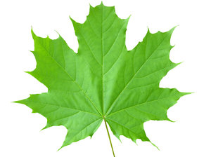 Maple leaf: A maple leaf.Please mail me or comment this photo if you found it useful. Thanks!    