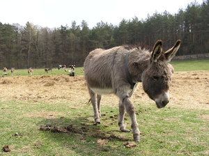 A donkey | Free stock photos - Rgbstock - Free stock images | mzacha |  February - 06 - 2010 (27)