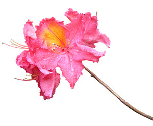 Uma flor rosa: 