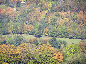 From a hill: A view from a hill - forest in autumn.

Please let me know if you decide to use it!

