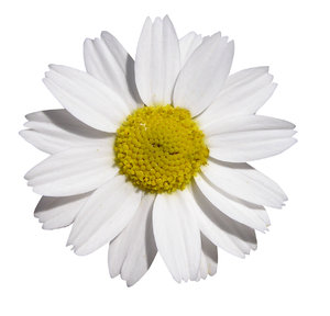 Witte bloem: 