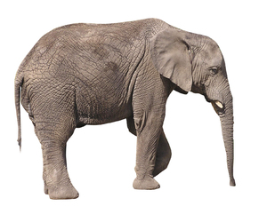 elefante: 