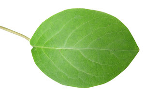 Green leaf: A leaf it is.
