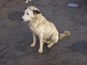Street dog: A homeless dog.