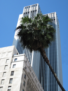 Sky-scraper: Modern center of Los Angeles. Palms and sky-scrapers.