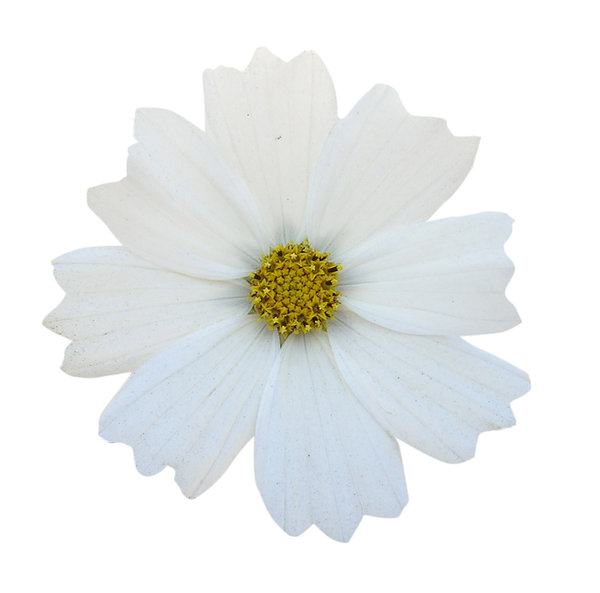flor blanca: 