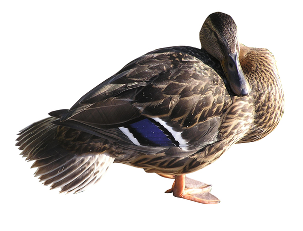 Female duck: A mallard-duck. Female. Resting (sleeping).