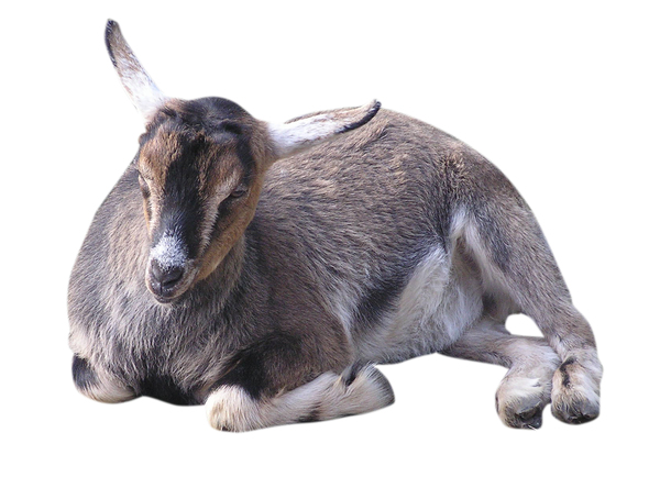 Goat: A goat isolated.