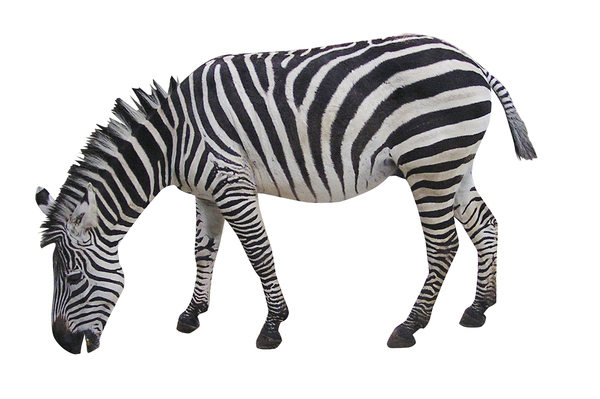 Zebra: A striped horse.