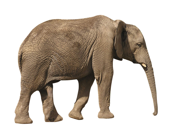 Elephant: An African Elephant.