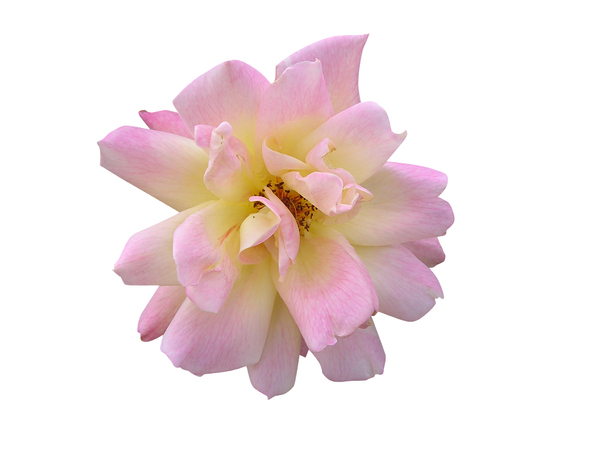 Pink flower: 