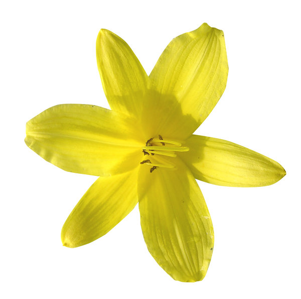 Yellow flower: A small yellow flower.