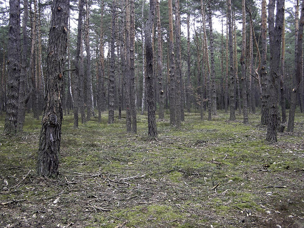 Early spring pine forest: Early spring pine forest near Otwock, in Poland. 2009.